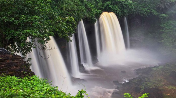 Forest scenery from Cross River National Park, Nigeria.